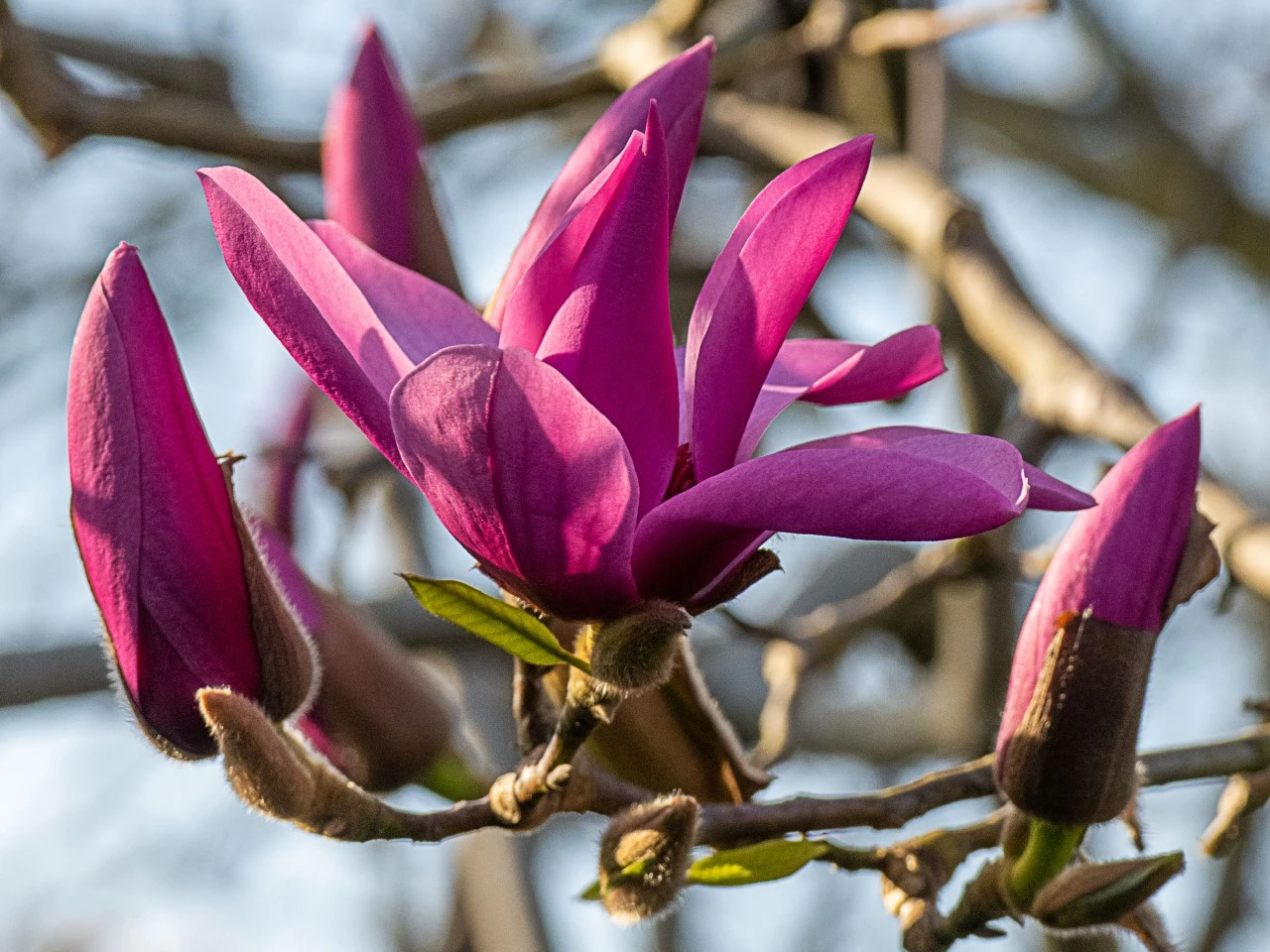 M. 'Vulcan'